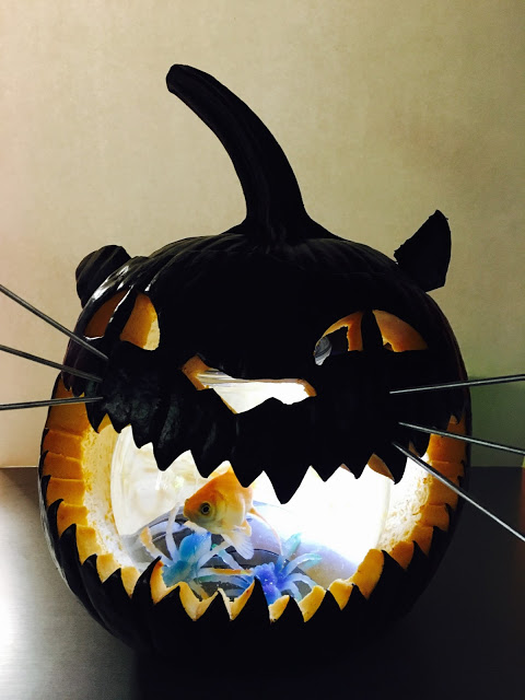 cat pumpkin halloween 