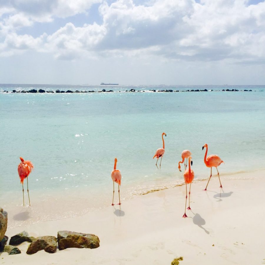 travel blogger city guide travel guide vacation guide to Aruba