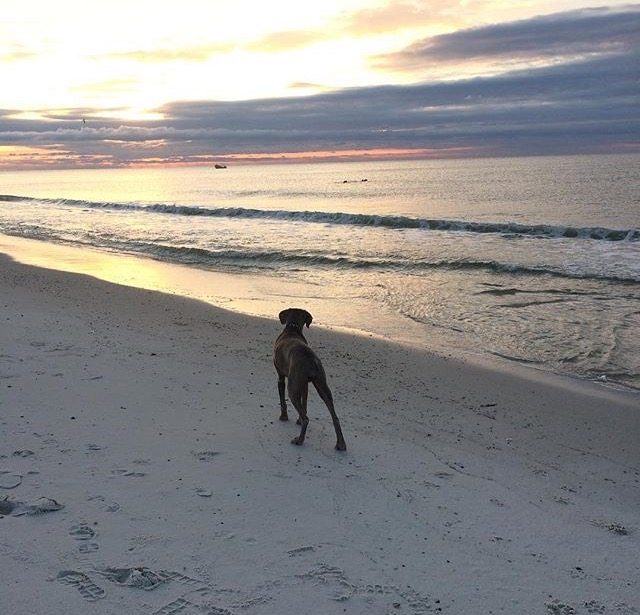 Bailey dog friendly beach vacation 