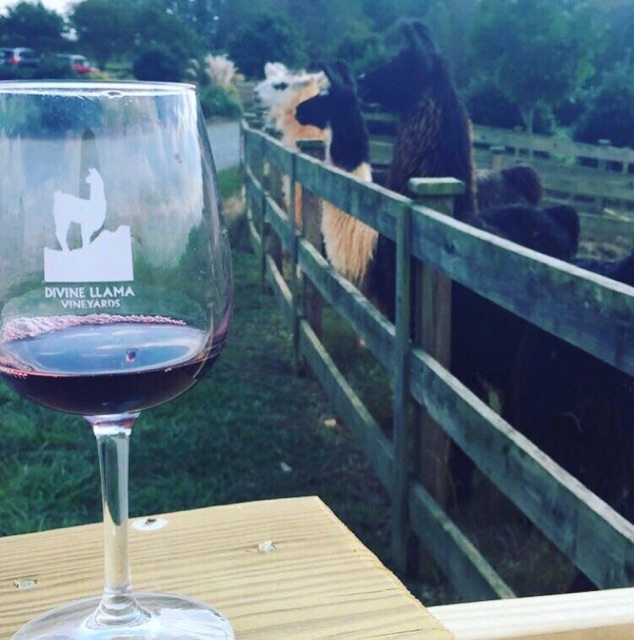 Head to wine country to check out either Raffildini vineyards or Divine Llama Vineyards. I've heard you can trek through the countryside with a cuddly llama at the Divine Llama Vineyards!