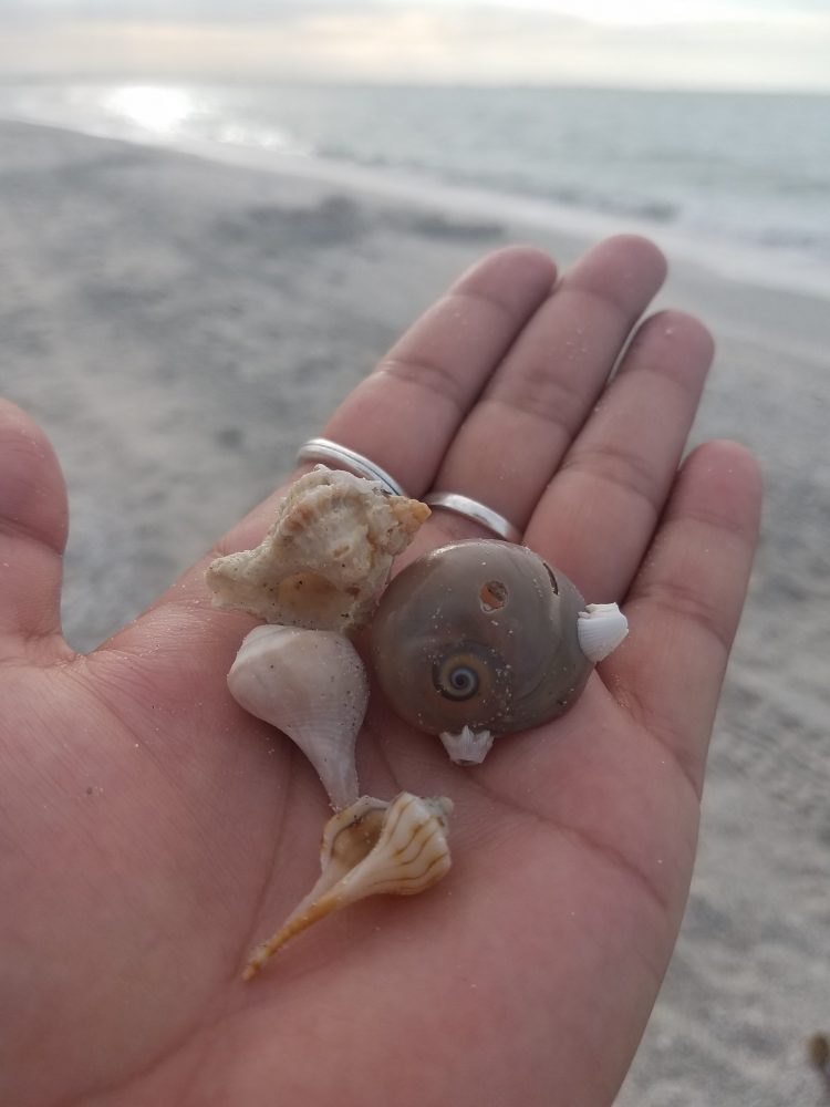 Shelling is a popular activity in the Fort Myers & Sanibel area. 