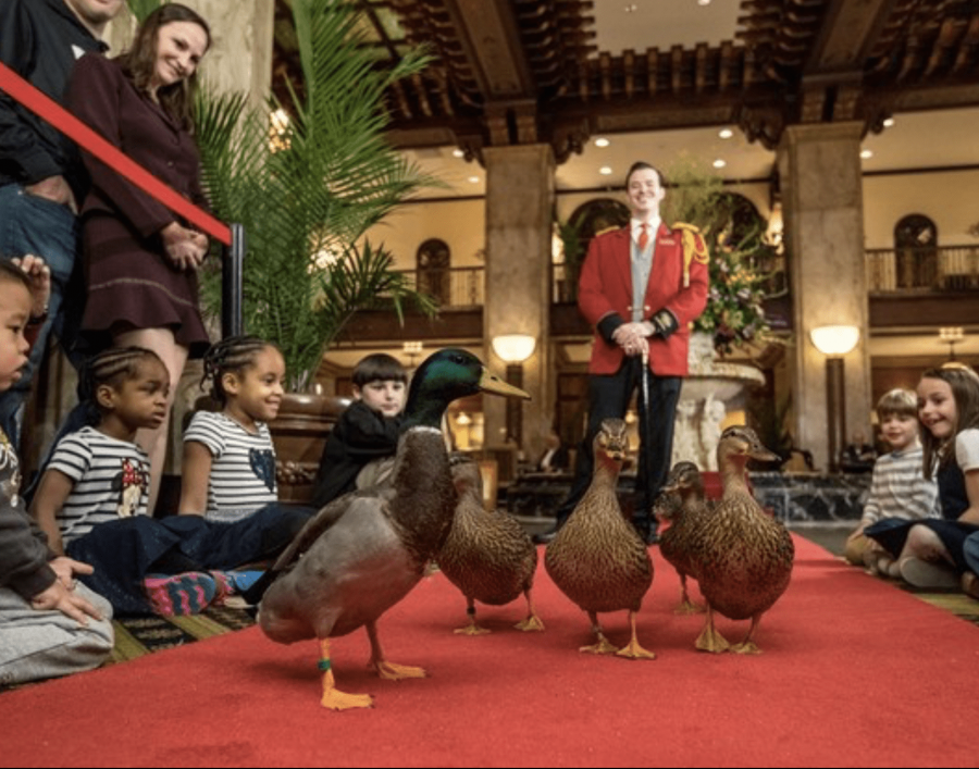 what it's like staying at the peabody hotel in Memphis Tennessee + THE MARCH OF THE PEABODY DUCKS