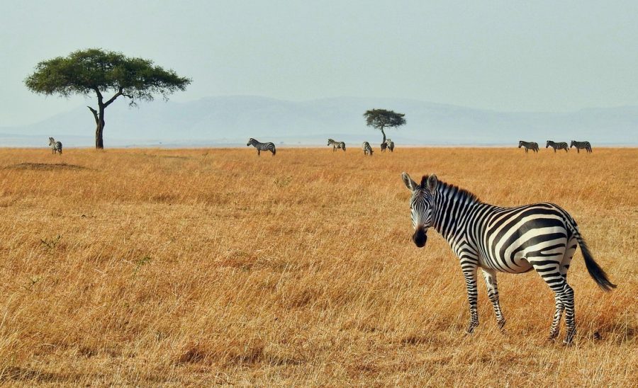 No Kenya itinerary is complete without a safari at Maasai Mara National Park. Find out what our favorite destinations in Kenya are!