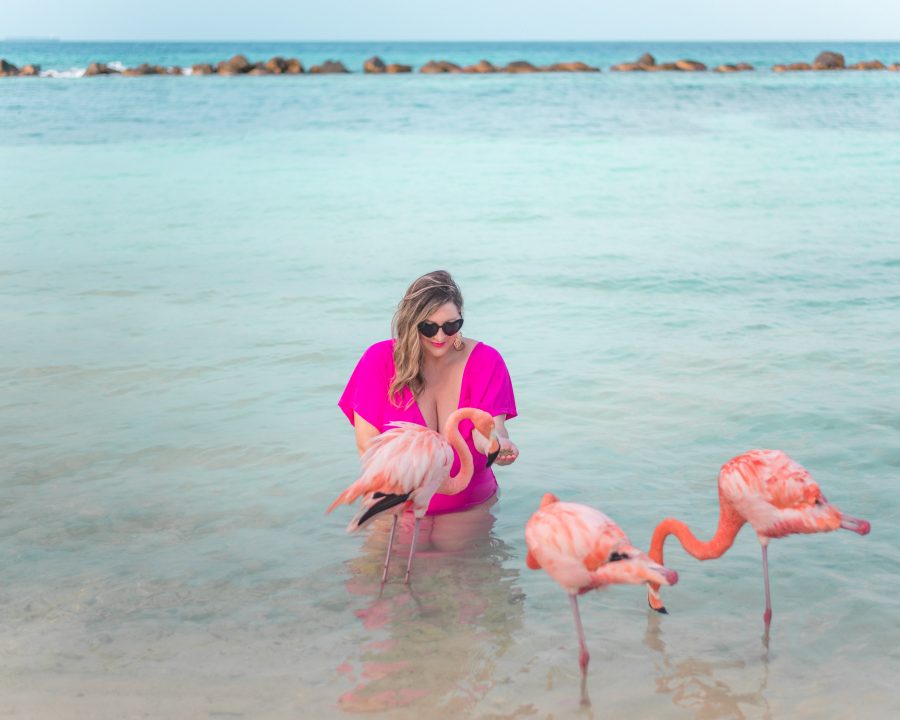 Feeding wild flamingos at Flamingo Island in Aruba