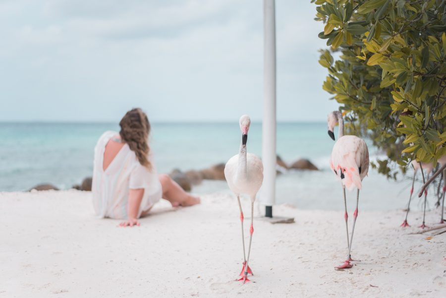 Meeting baby flamingos at Flamingo Beach in Renaissance Island in Aruba!