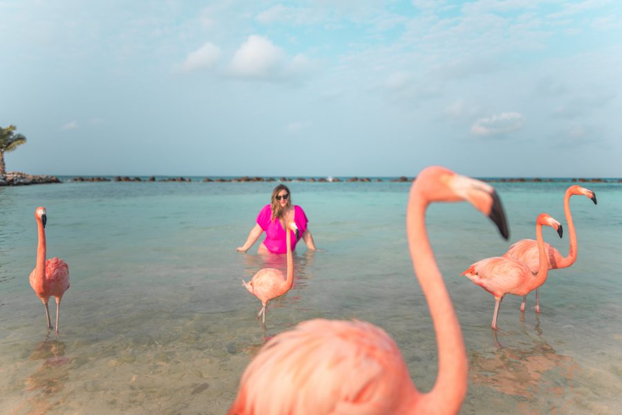 Swimming at Flamingo Beach in Aruba was a dream!