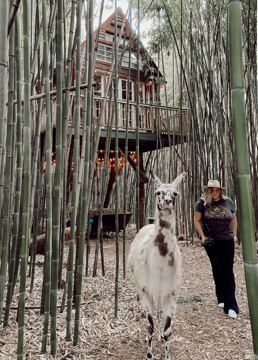 Meeting Alpacas at a bamboo forest in Atlanta