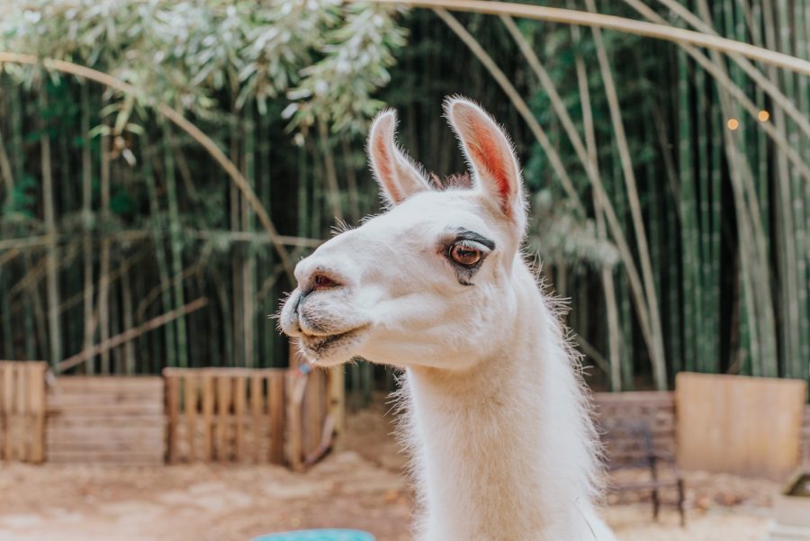 An alpaca at the alpaca treehouse in Atlanta