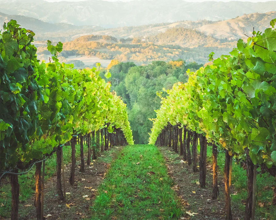 The best Healdsburg Wineries you must check out