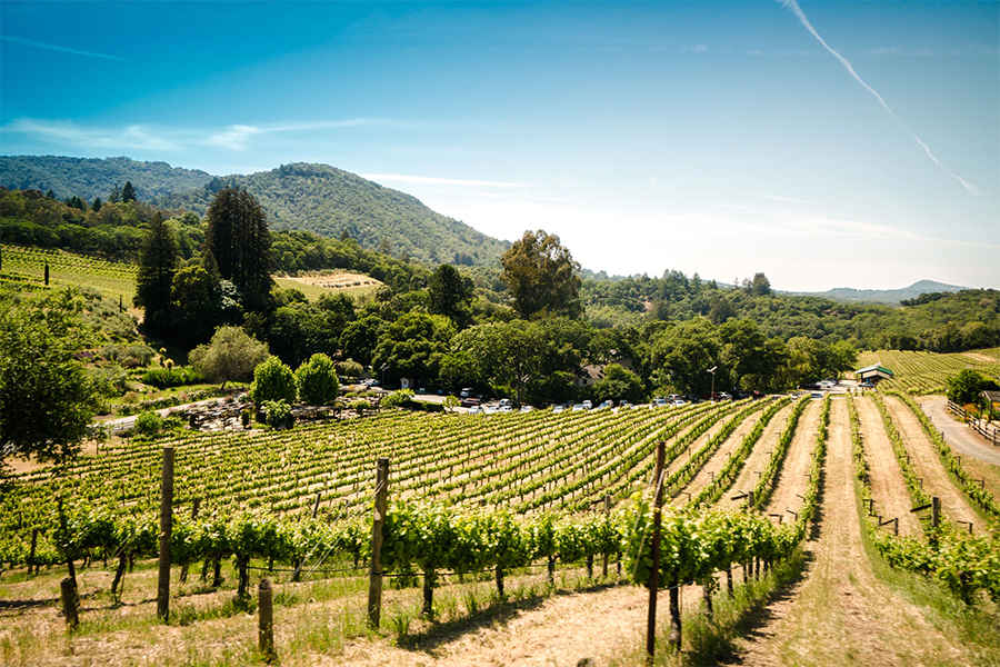 Sonoma Wineries and vistas