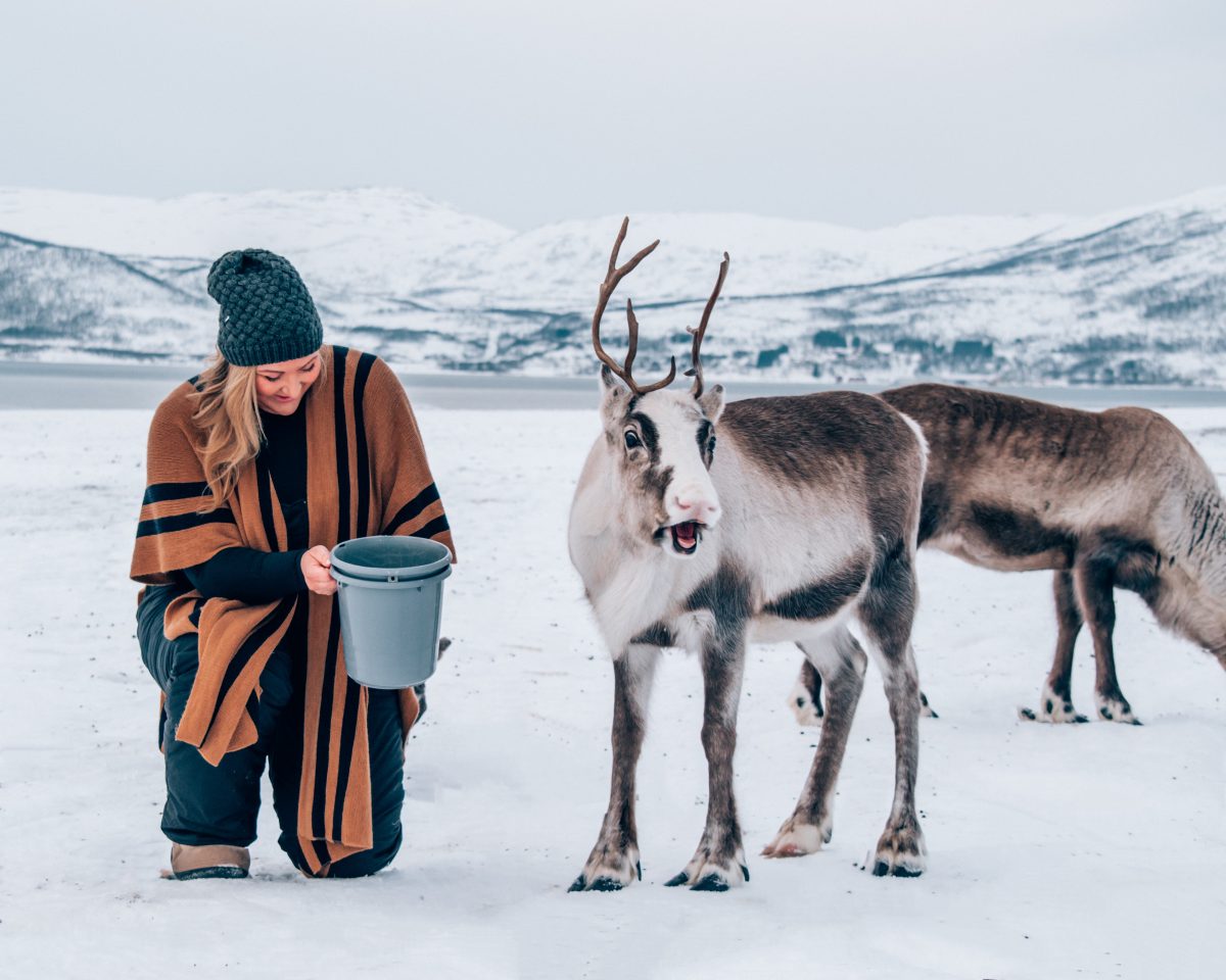 feed the reindeer tromso, Norway travel blogger