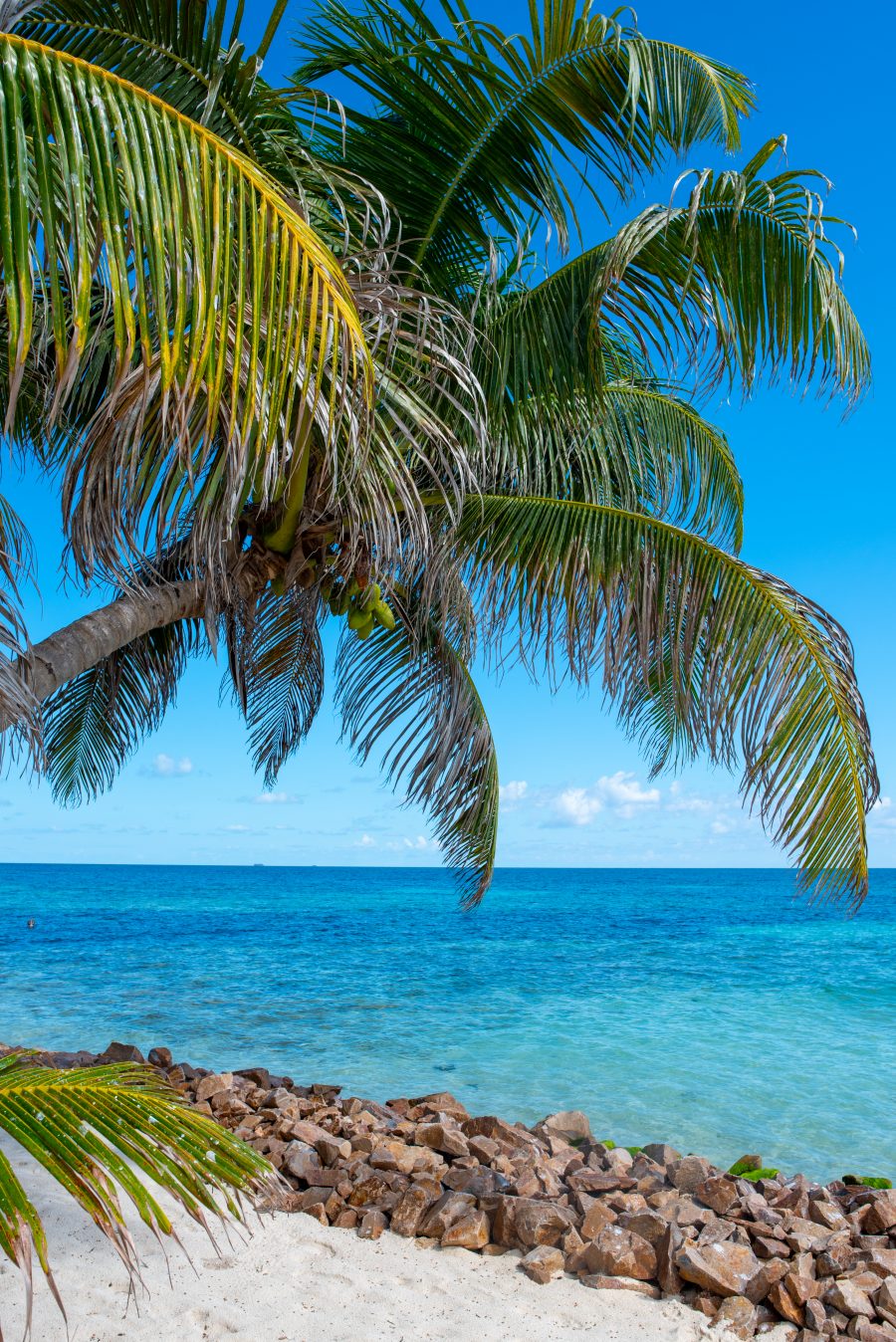 Palm Tree leaning over the beachside of Ranguana Caye #RanguanaCaye #Belize
