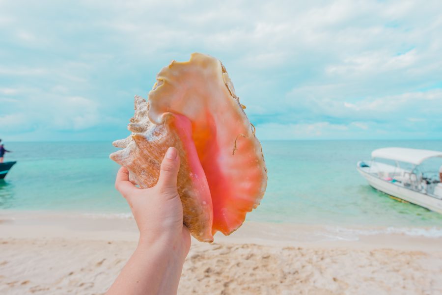 Beautiful shell washed ashore in Ranguana Caye #RanguanaCaye #Belize