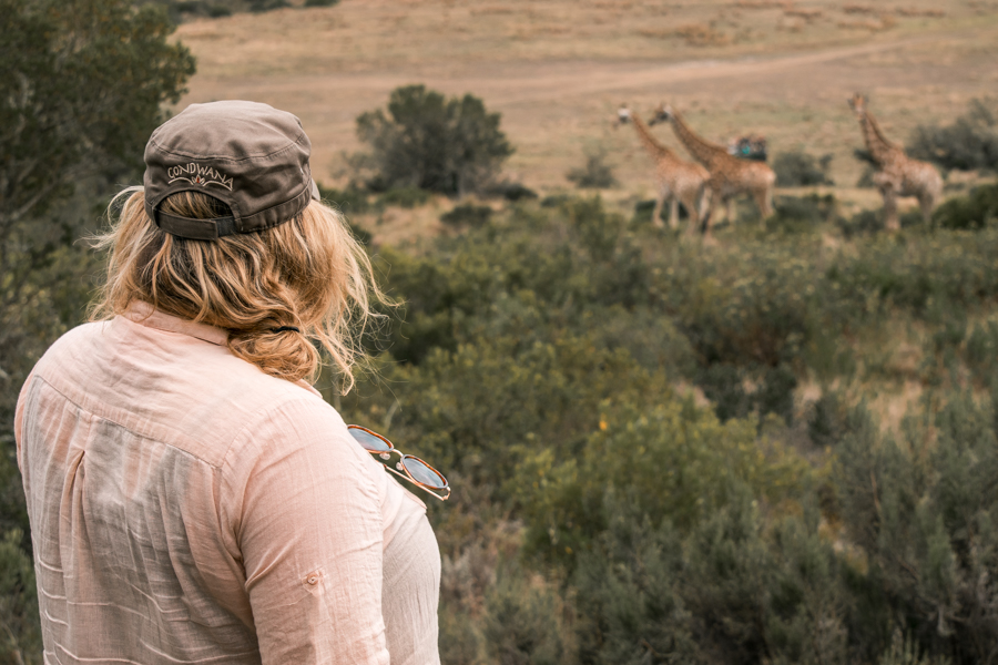 Giraffes at Gondwana Game Reserve
