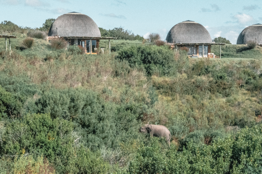 Accommodation at Gondwana Game Reserve